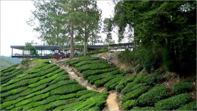 Azizi&Yati Muslim Homestay Cameron Highlands Exteriér fotografie
